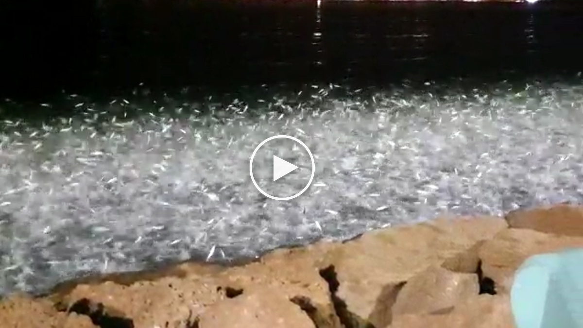  Banco peces sale agua escapando predadores