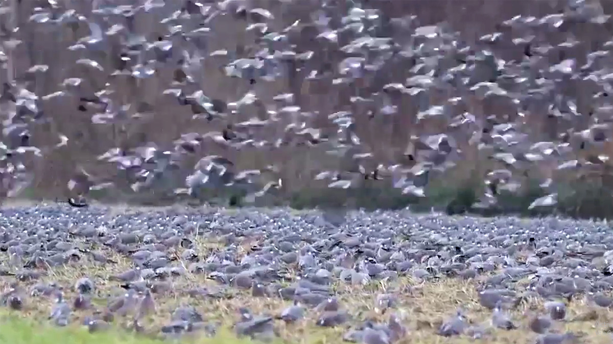   bando de miles palomas torcaces