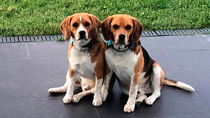  Beagles robados