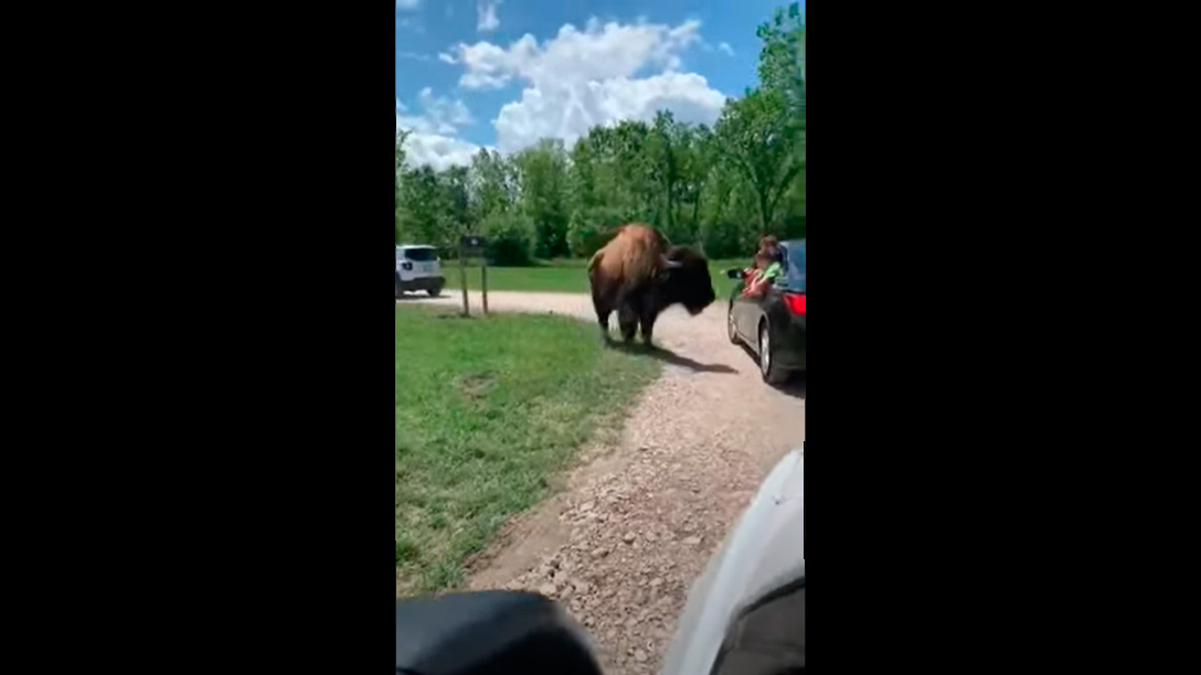  Ataque bisonte