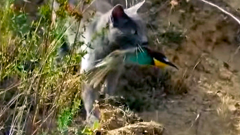  gato caza abejaruco