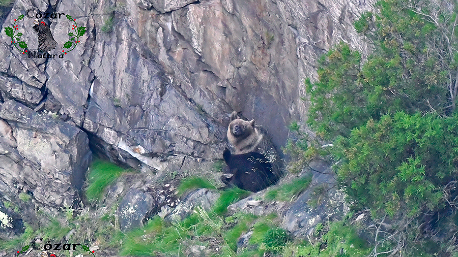 Oso pardo