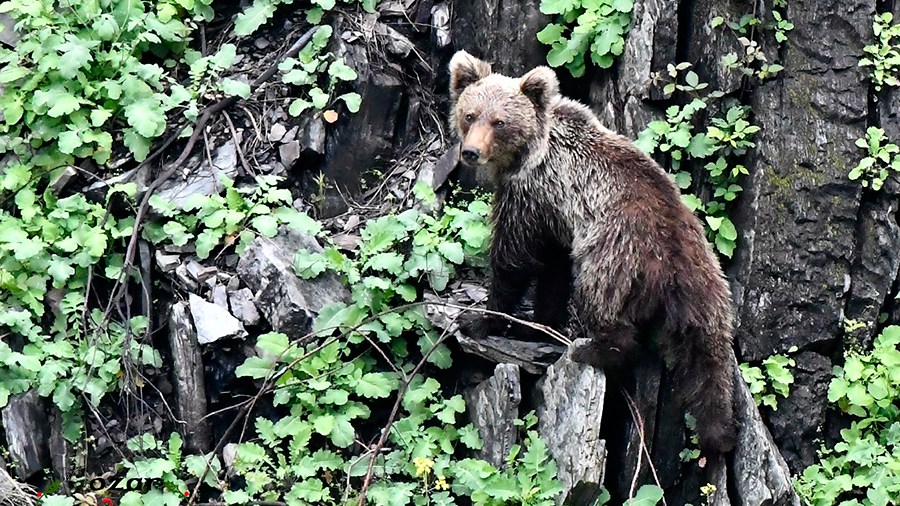 Oso pardo