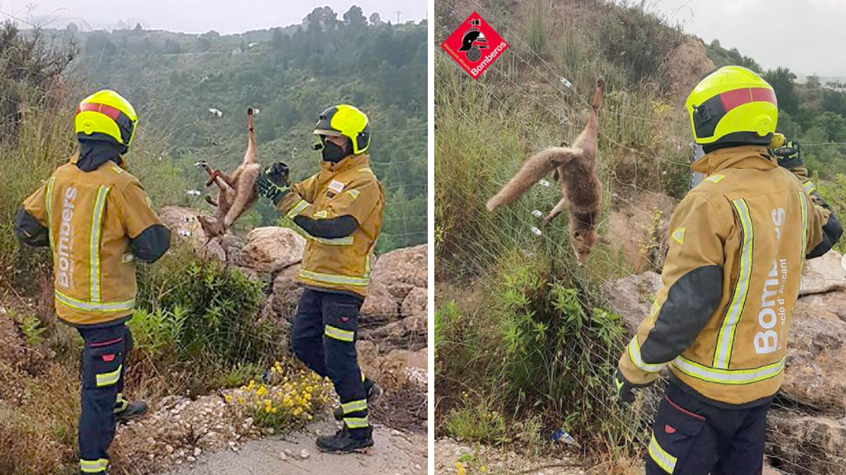  bomberos rescatan zorro enganchado alambrada