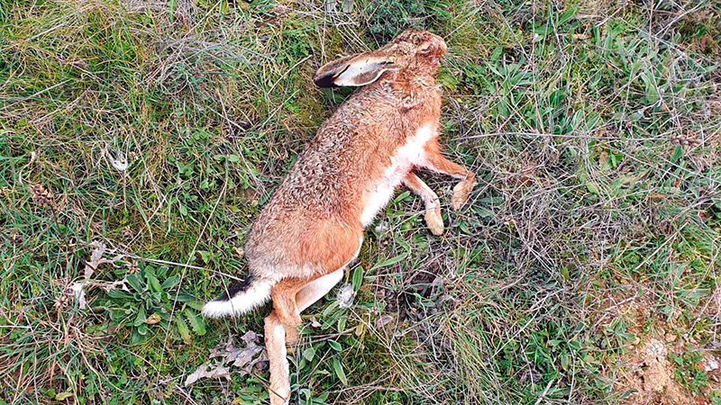 liebre muerta