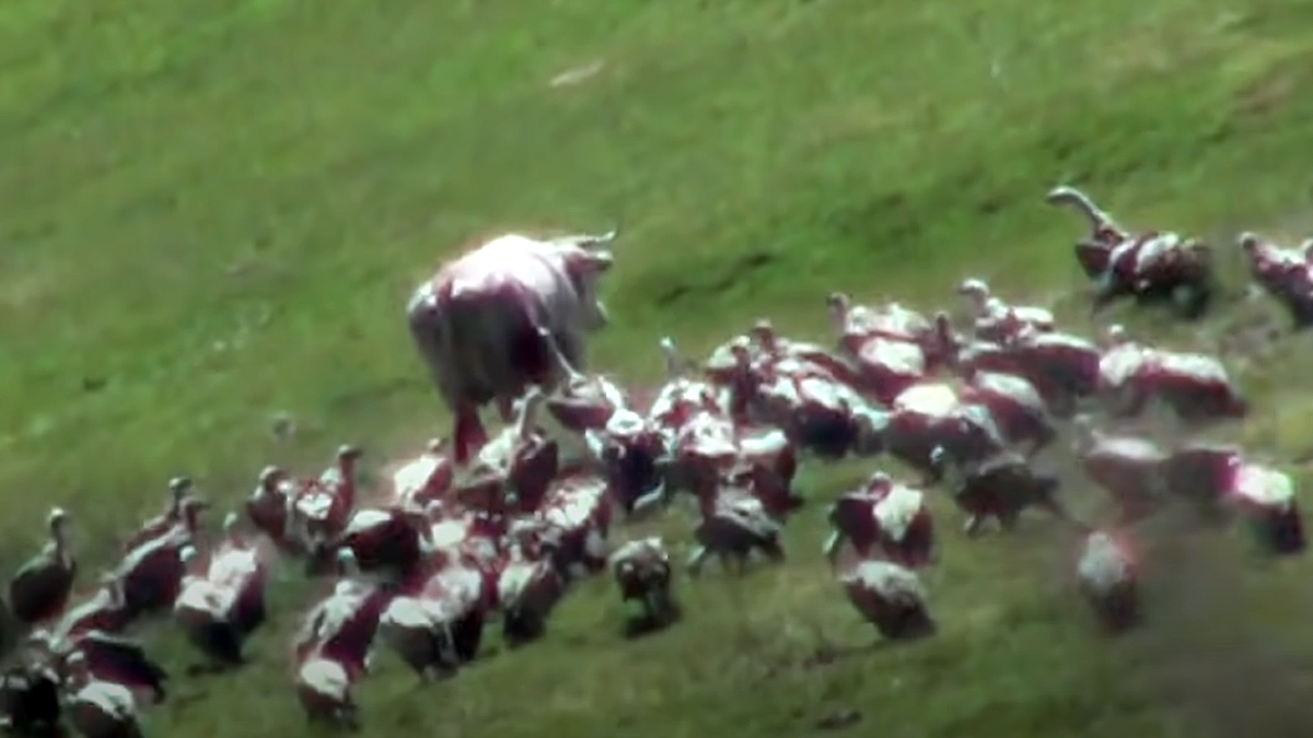  buitres atacan vaca viva