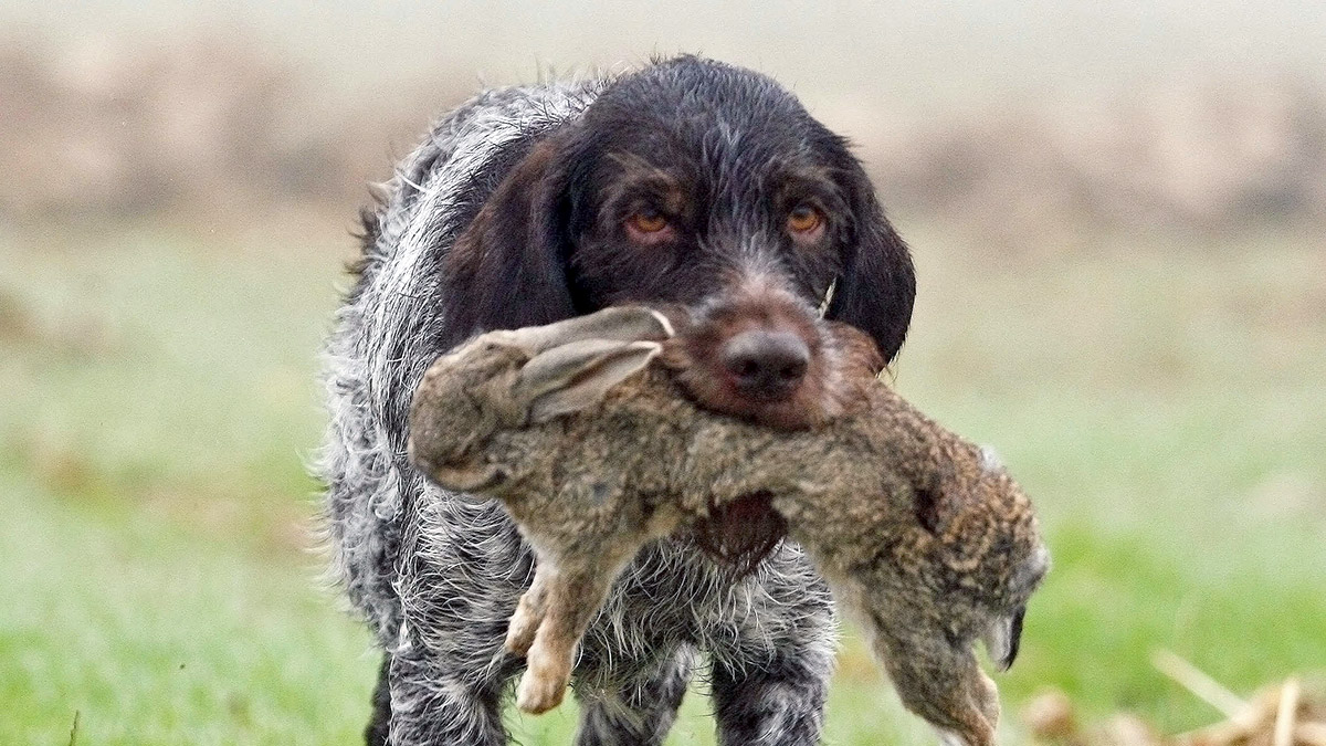   perro de caza