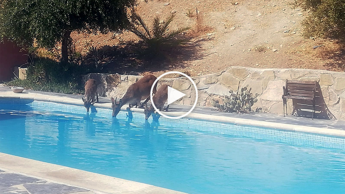  Cabras beben agua en una piscina