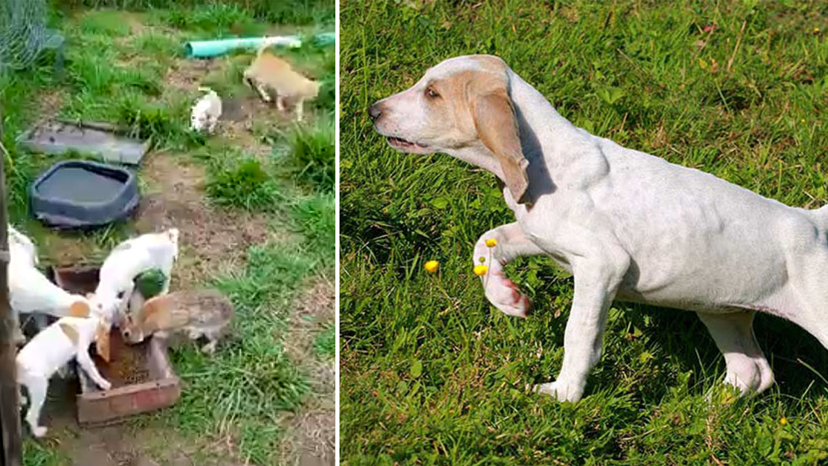  cachorros perro caza comparten comida con conejo y gato