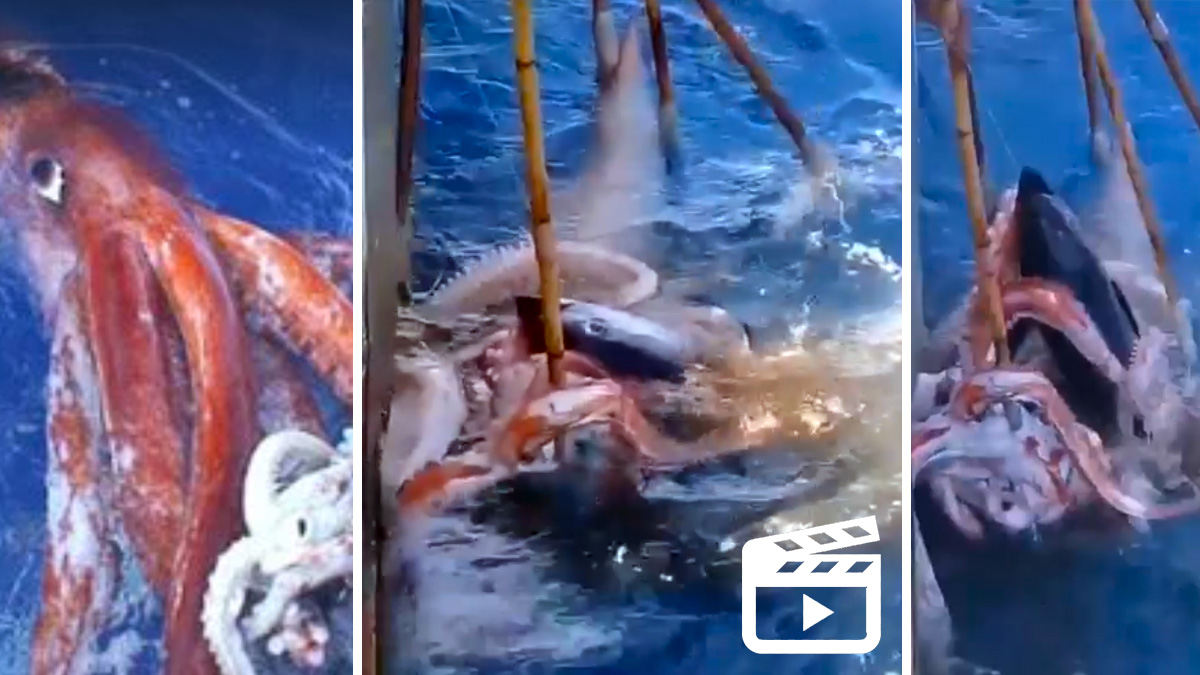  calamar gigante intenta robar atún pescadores