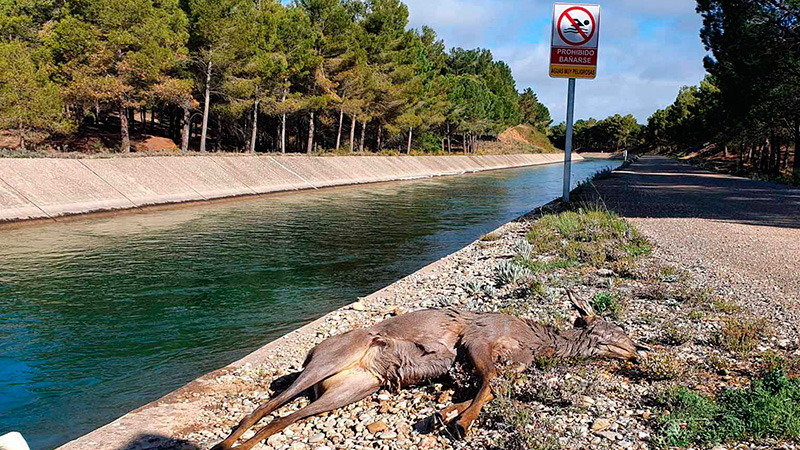   canal Cuenca obligado rampas fauna