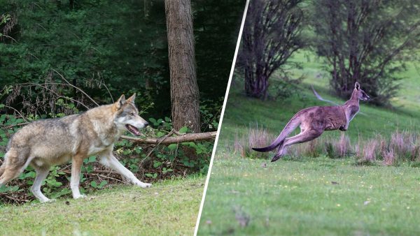  lobo devora canguro