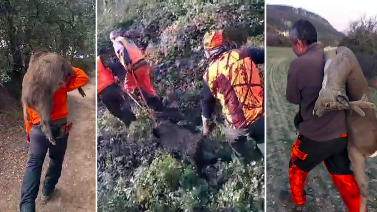   cargar con jabalí corzo cazadores