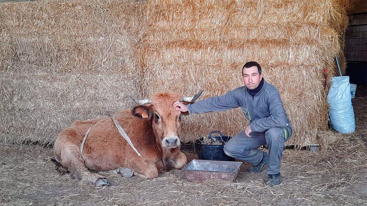 ingresos Manifiesto envase Articulo: Un ganadero salva la vida de una de sus vacas gracias a un collar  GPS
