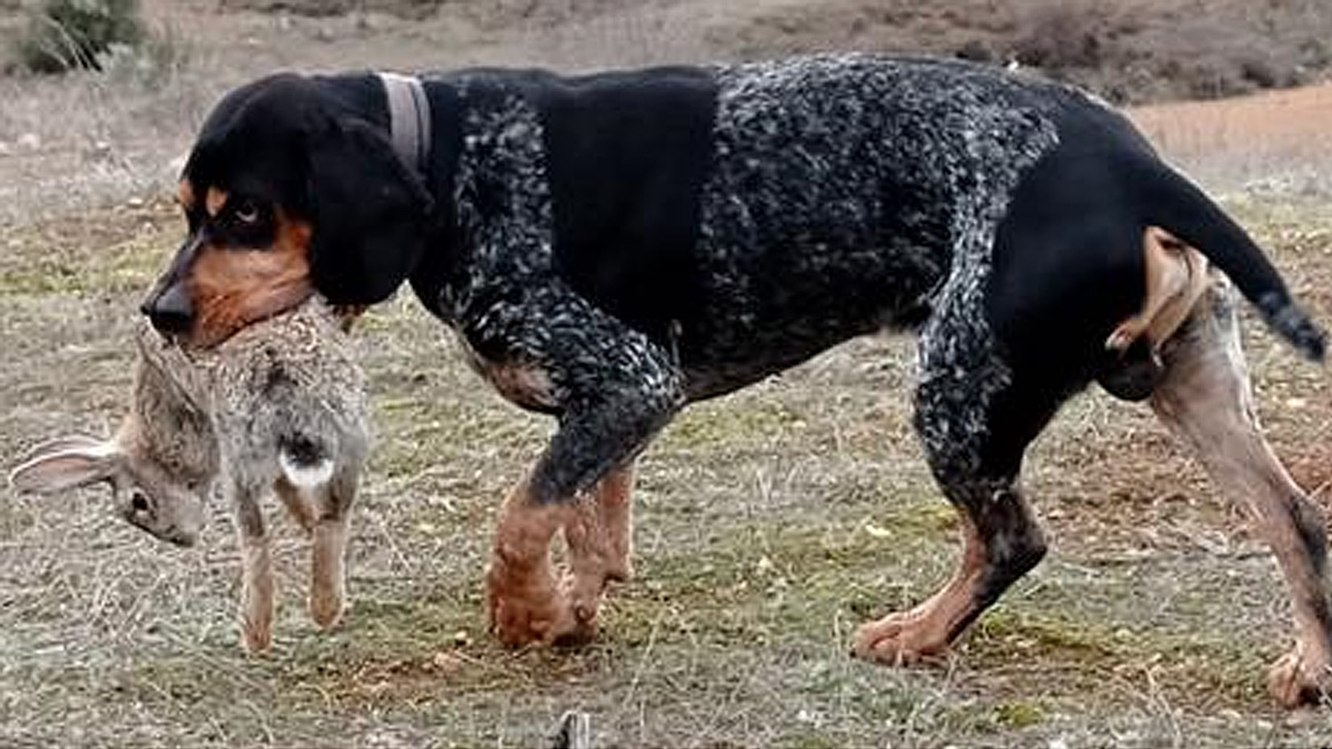  caza conejos con perro pachón navarro