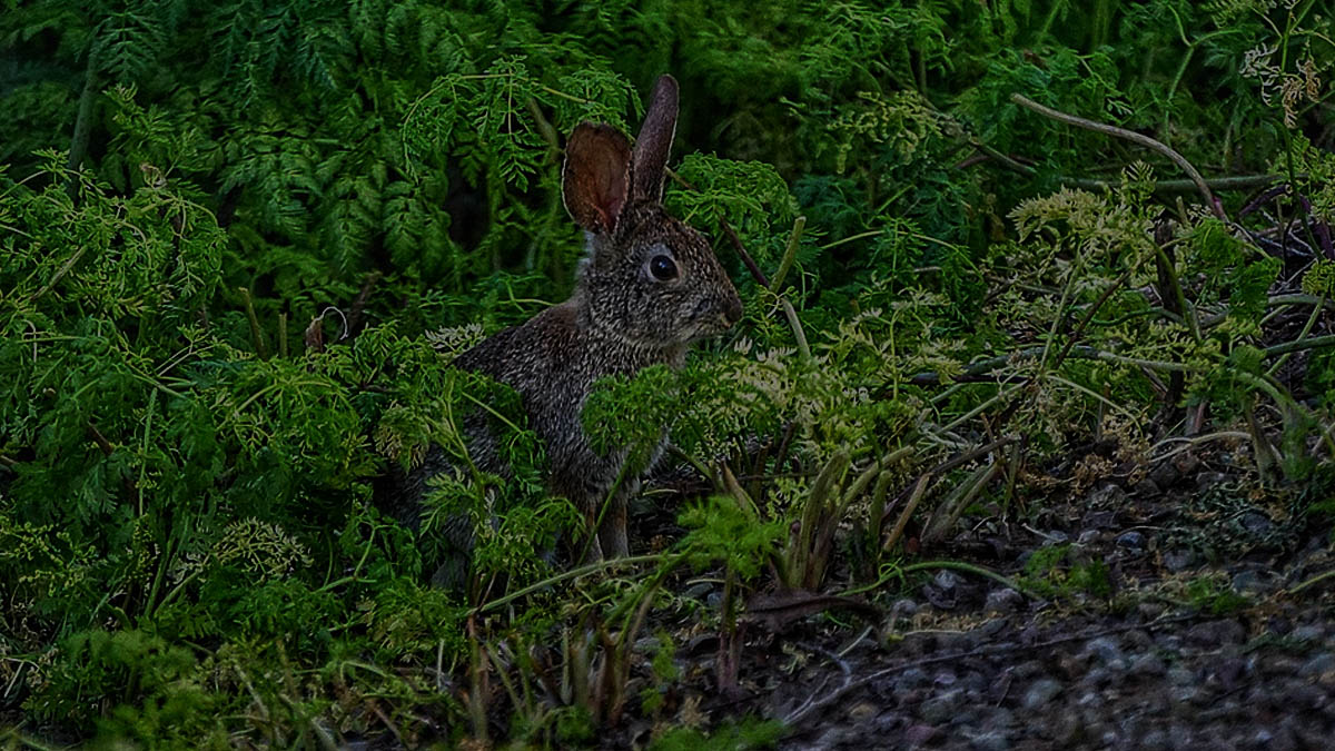  cazar conejos por la noche
