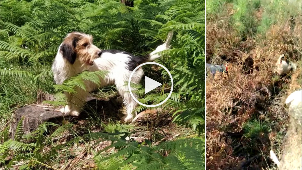 Palacio de los niños importar lente Caza de conejos con perro de rastro en los duros montes gallegos