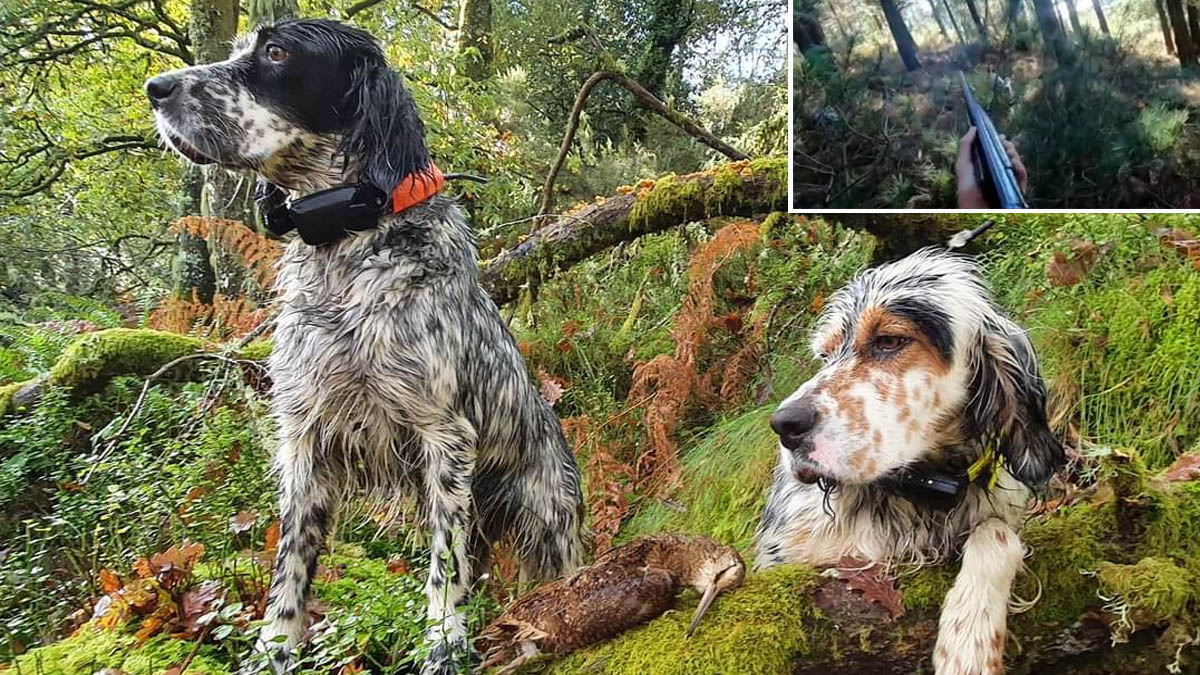   caza de becada con setter inglés en Galicia