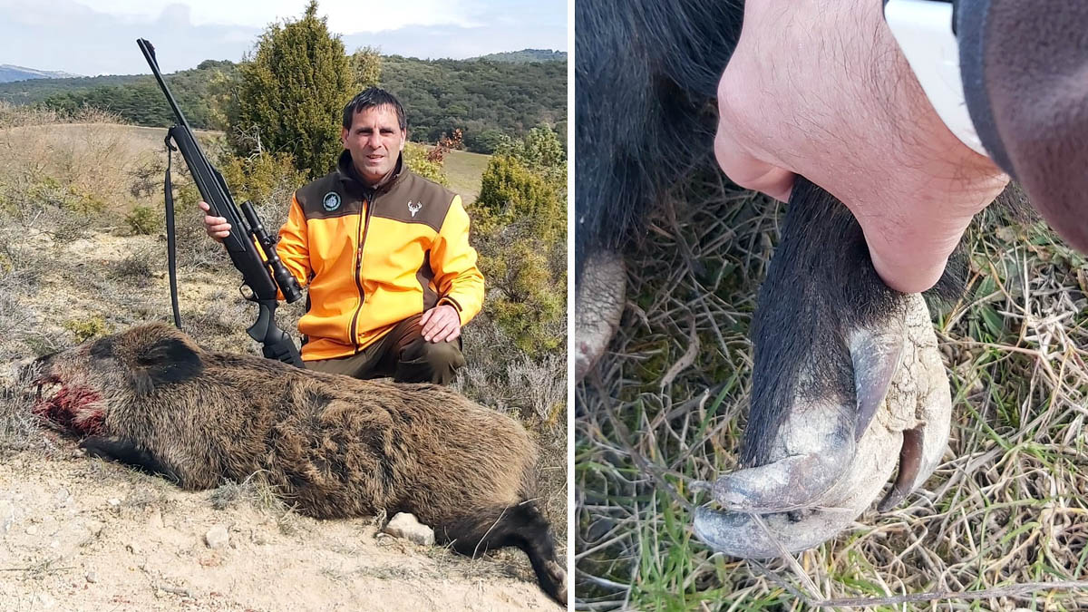   caza jabalí pezuñas deformadas