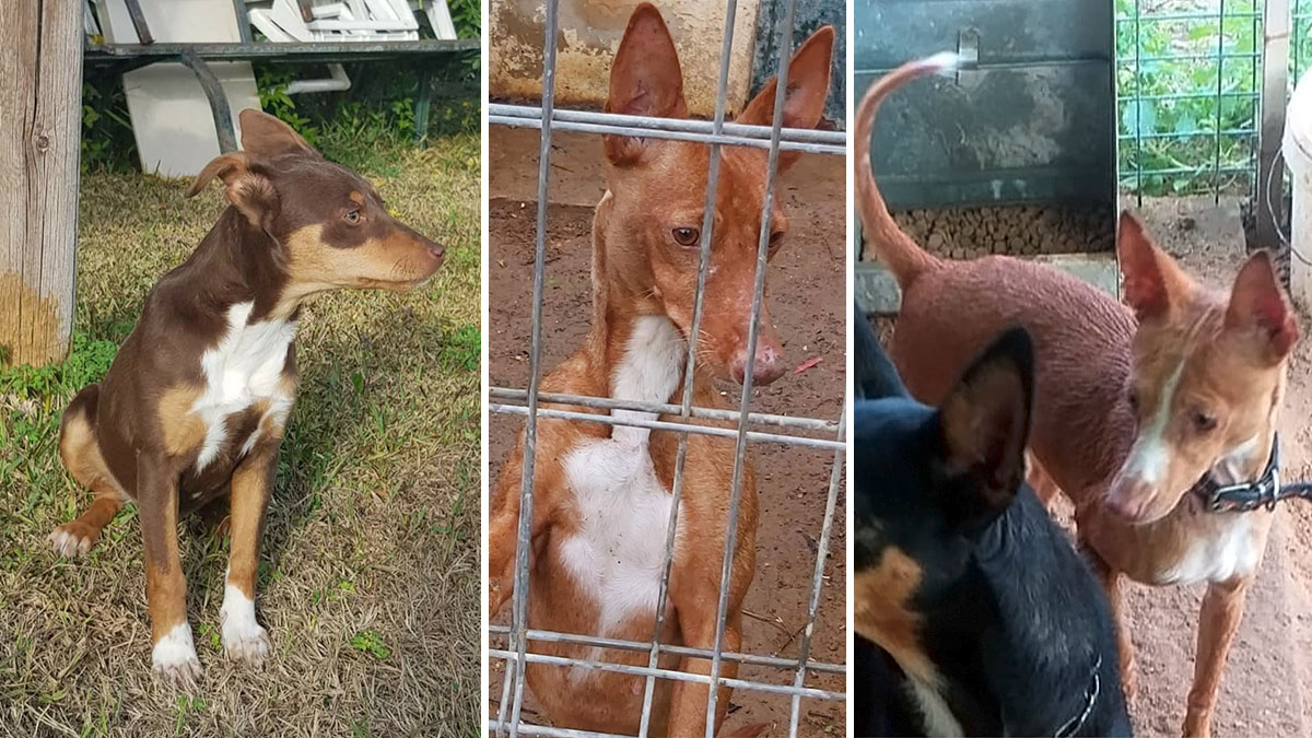  cazador andaluz recupera perra robada podenco orito