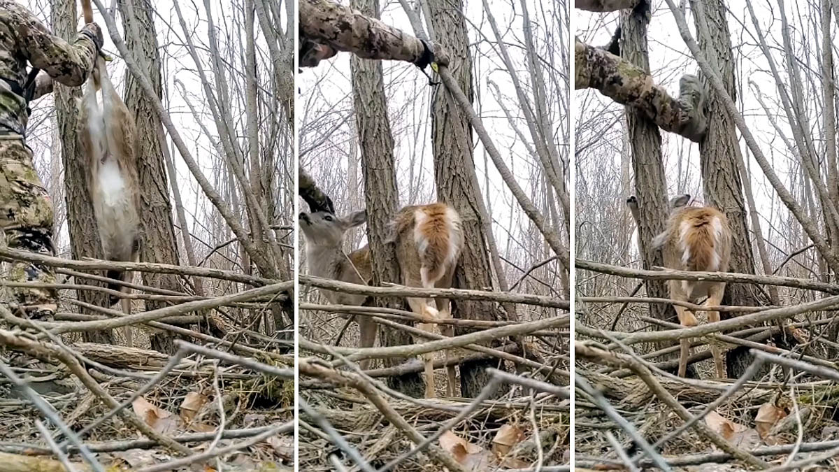  cazador ayuda cierva atrapada entre dos árboles