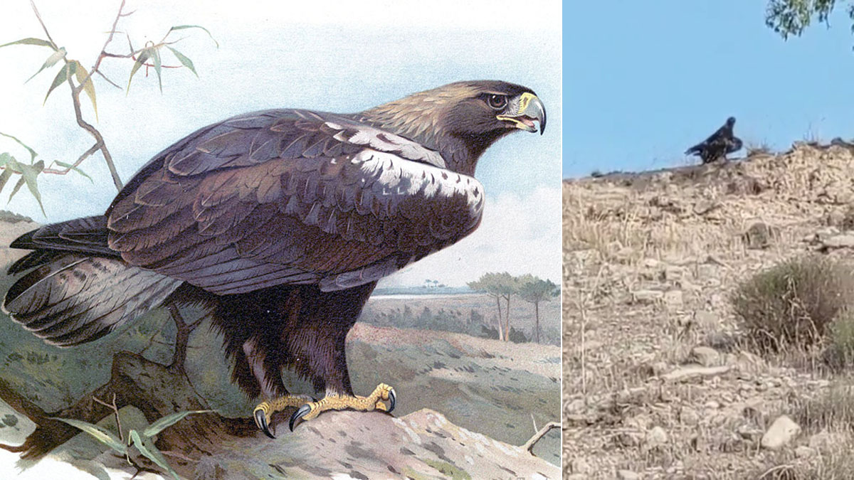  cazador ayuda rescate águila imperial