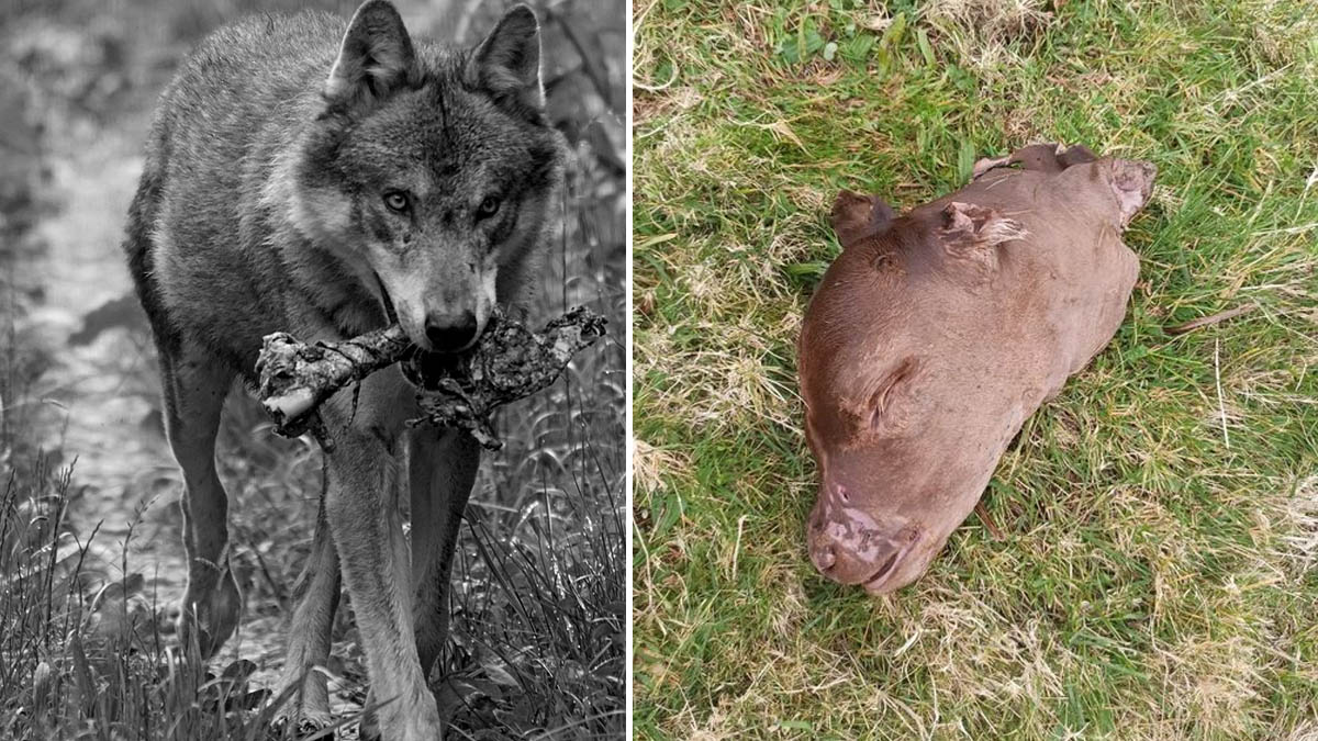  cazador encuentra restos ternero devorado lobos