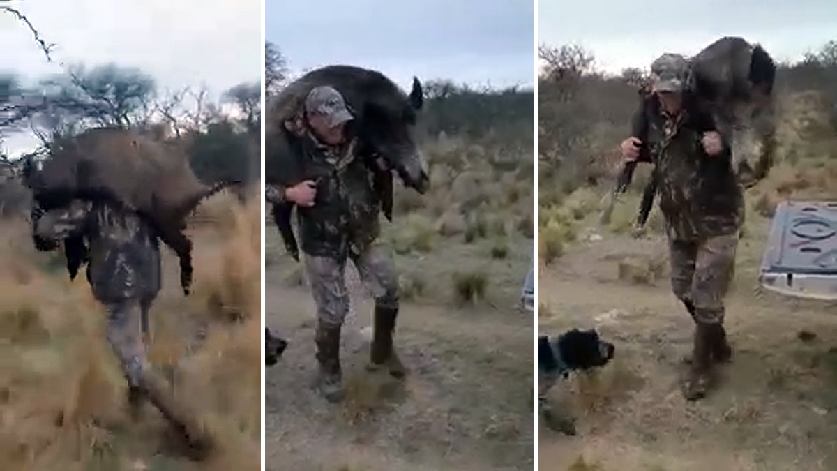  cazadores cargan con enormes jabalíes que han cazado