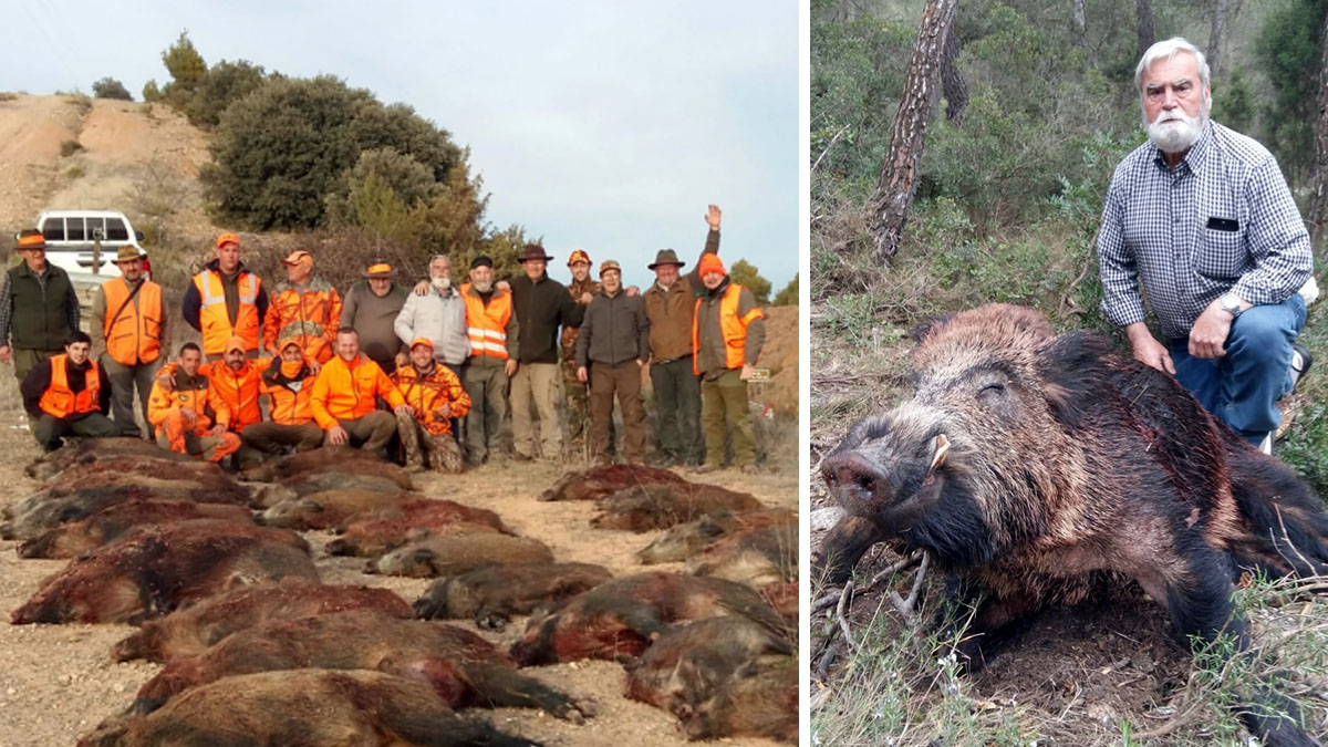   cazadores catalanes cazan 800 jabalíes en una temporada
