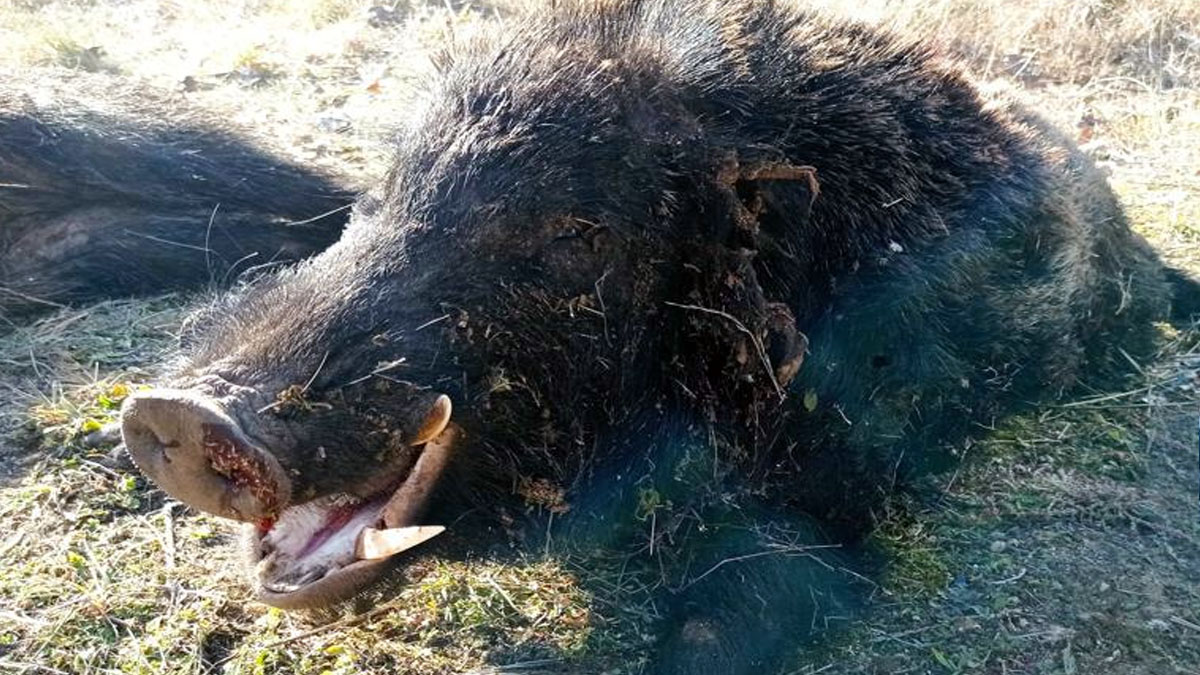   cazan híbrido jabalí cerdo vietnamita