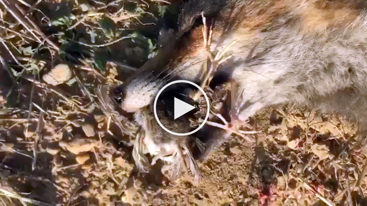  cazan un zorro que llevaba tres codornices y un ratón en la boca
