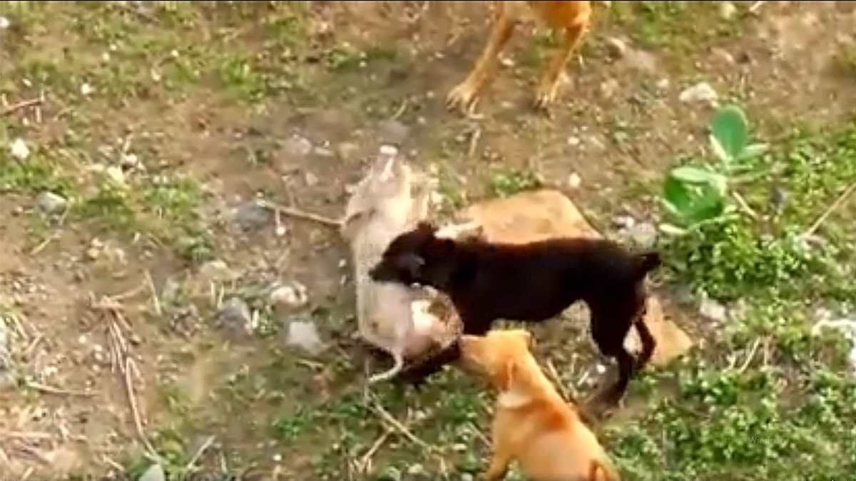   cerdos asilvestrados atacados por perros cimarrones y matan a su propio congénere