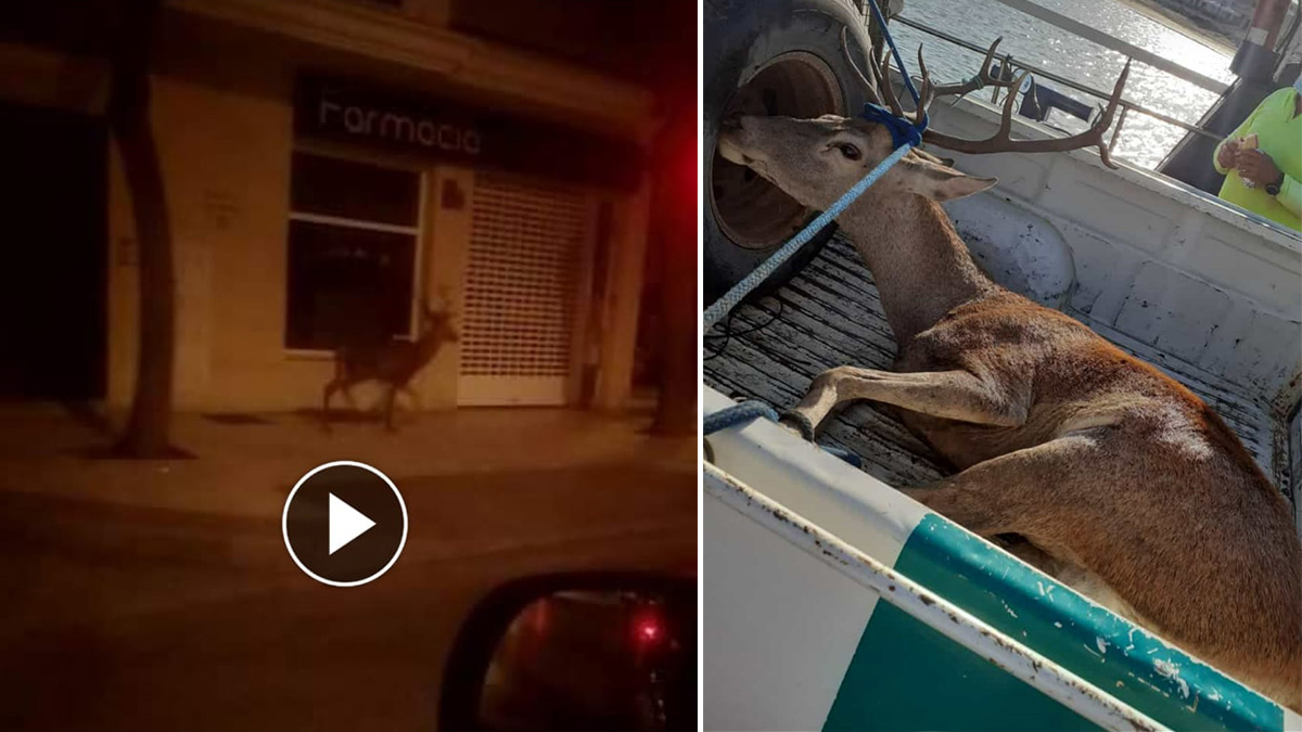 Ciervo calles Sanlúcar