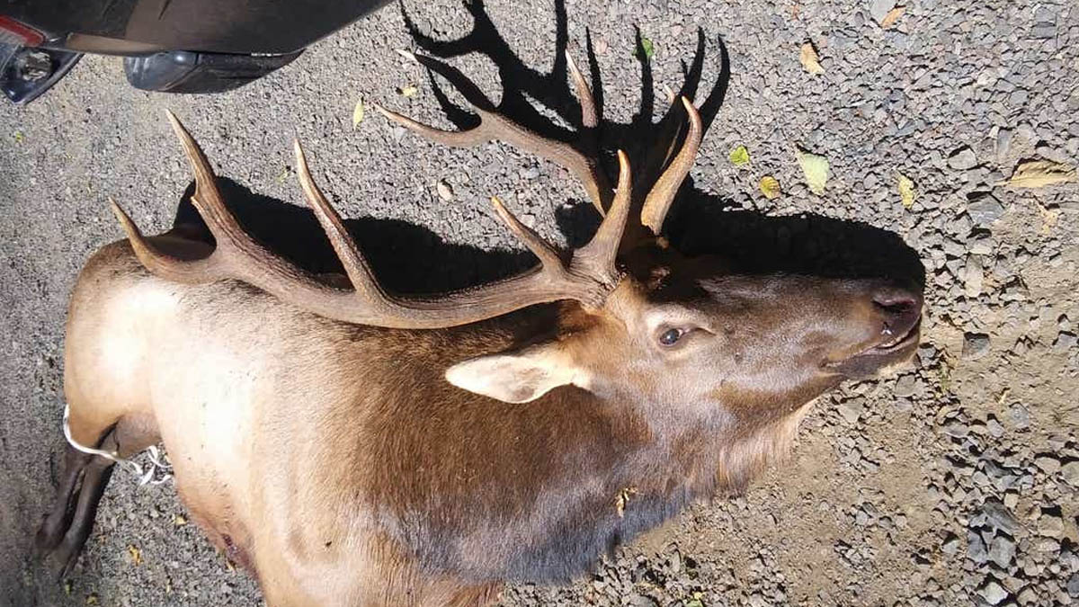ciervo mata cazador arquero