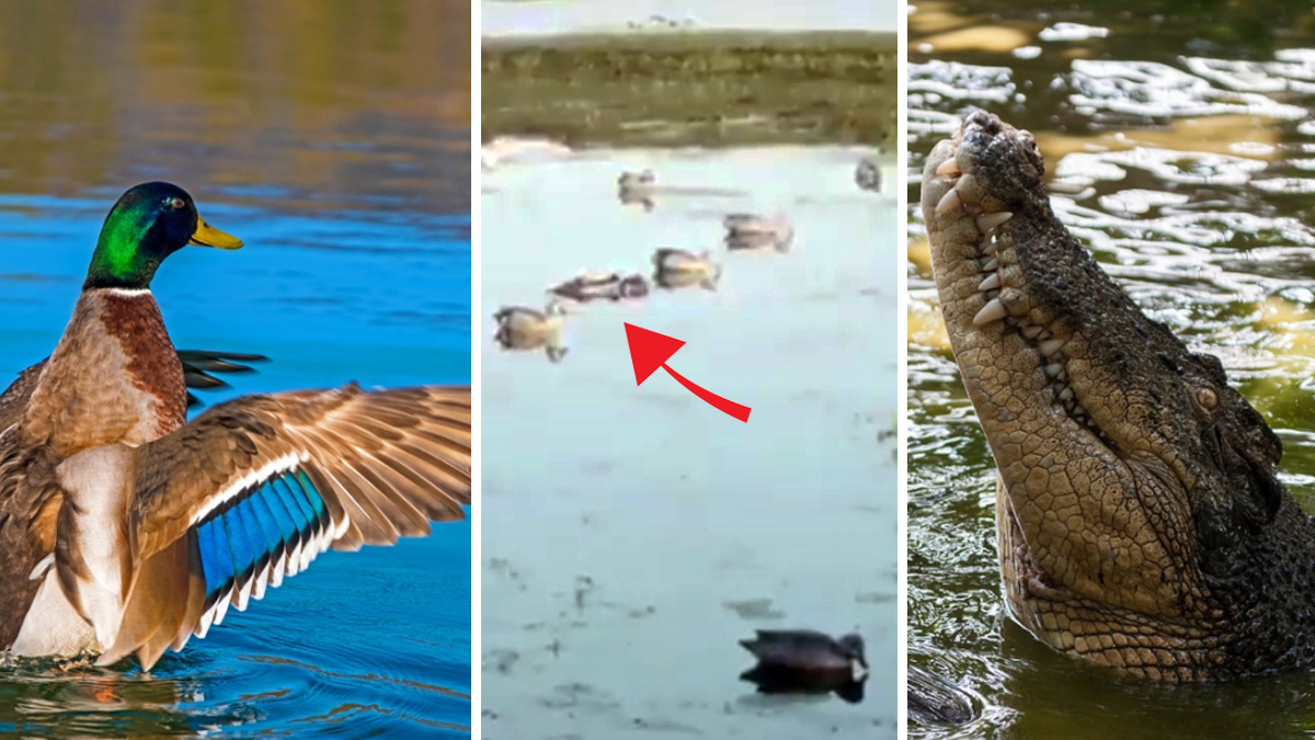  cocodrilo come patos recién cazados