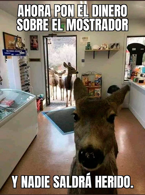 Ciervos entran a una tienda en familia