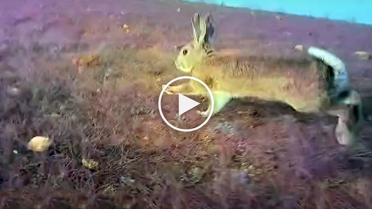   conejo escapa de águila grabado en vídeo