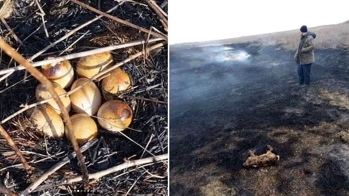  consecuencias incendio en animales silvestres liebre nido