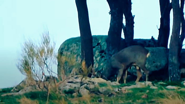  corzo comiendo bellotas