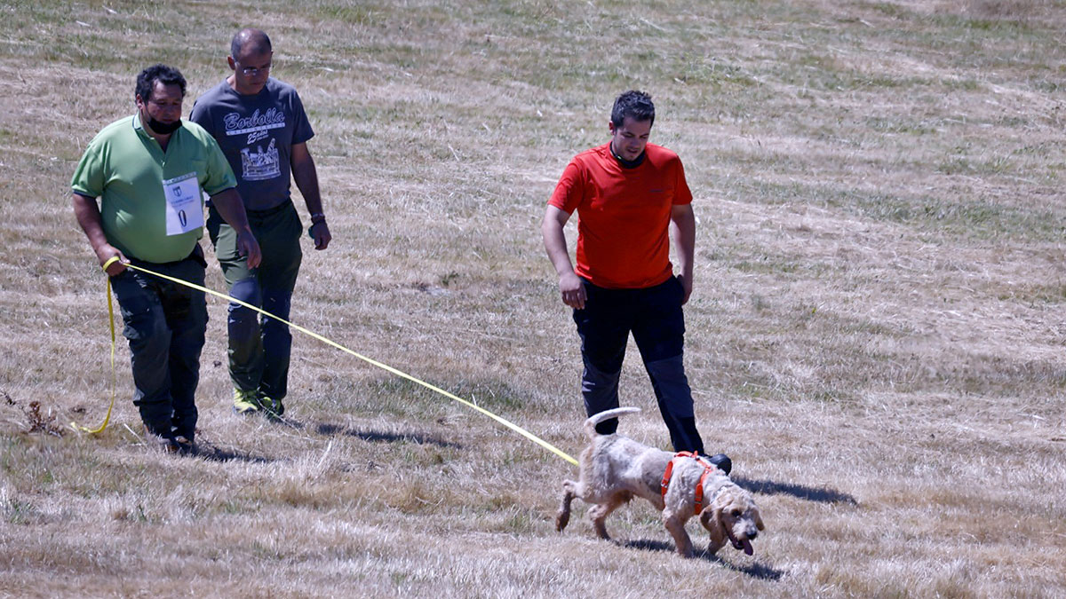  Perros de Rastro modalidad Jabalí