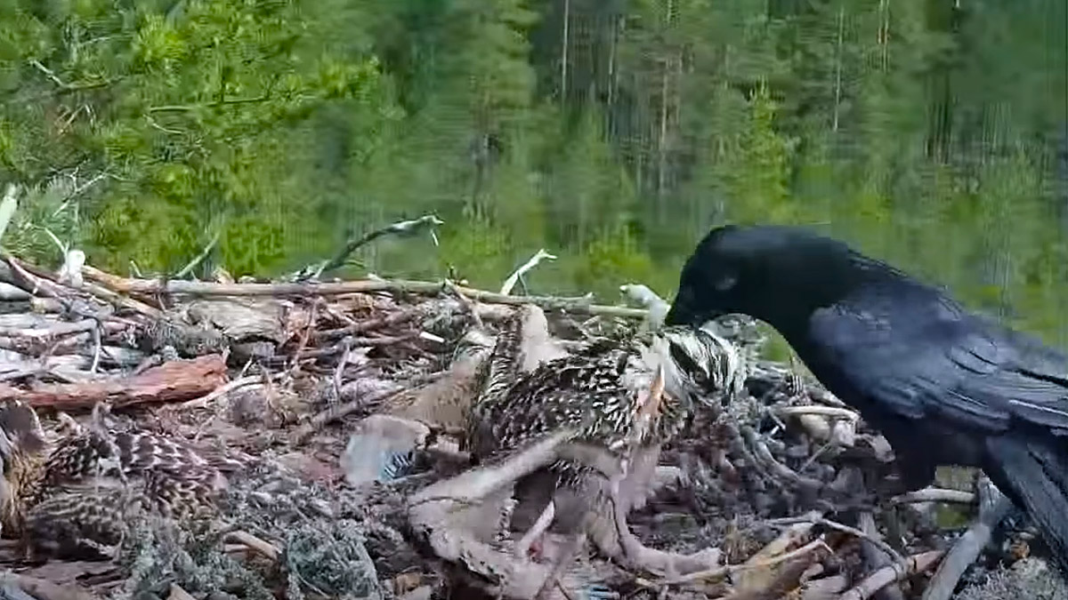 Ataque doble: Un cuervo y un zorro se ensañan con una familia de águilas  pescadoras