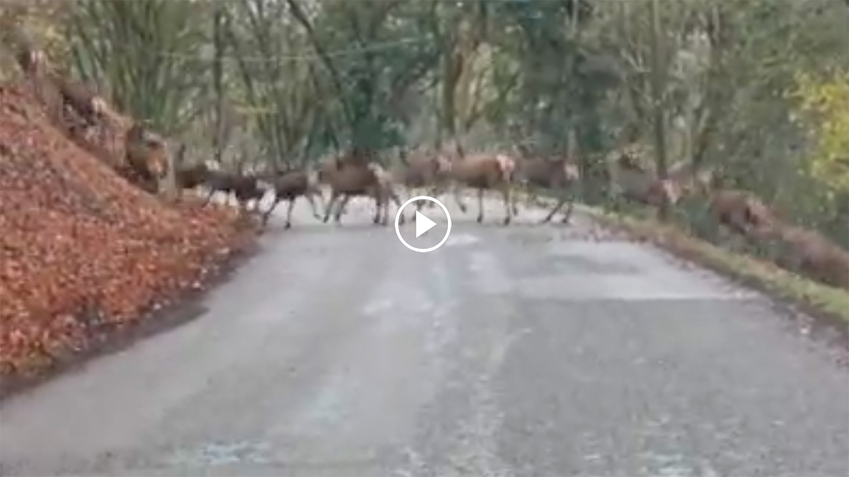Ciervos cruzando una carretera