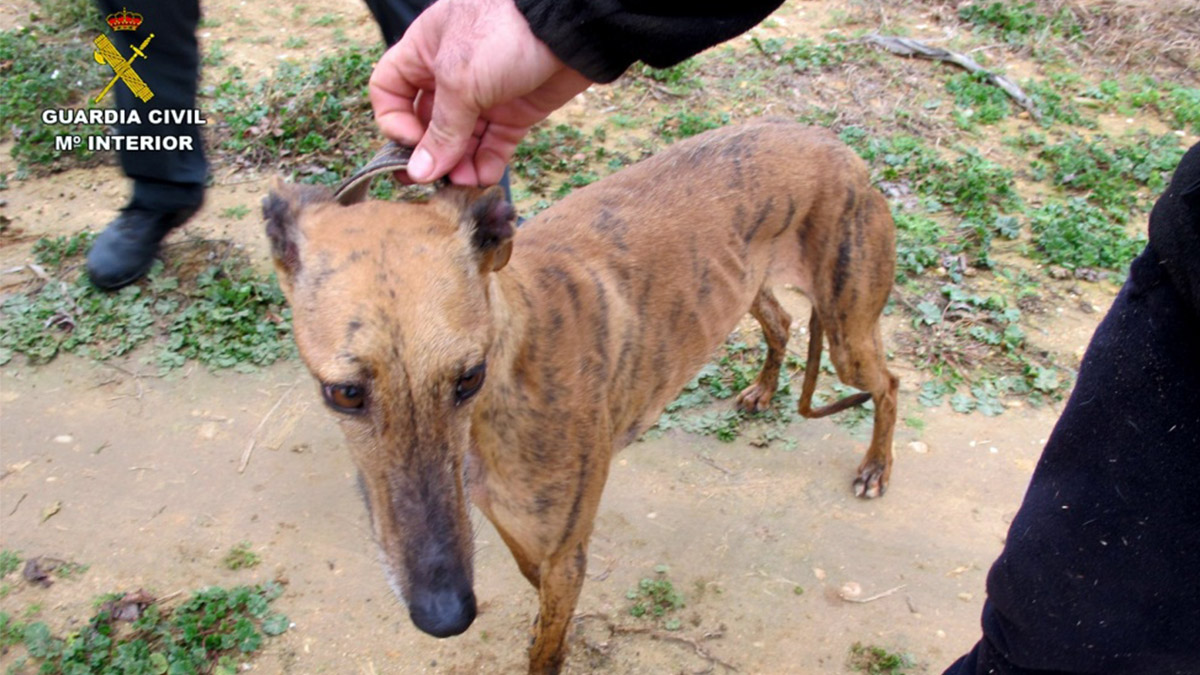 detenido por robar cinco galgos