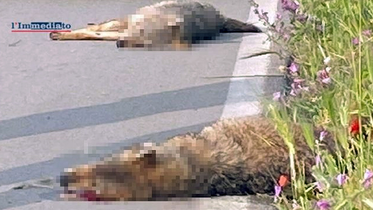   dos lobos muertos atropellados a la vez en una carretera