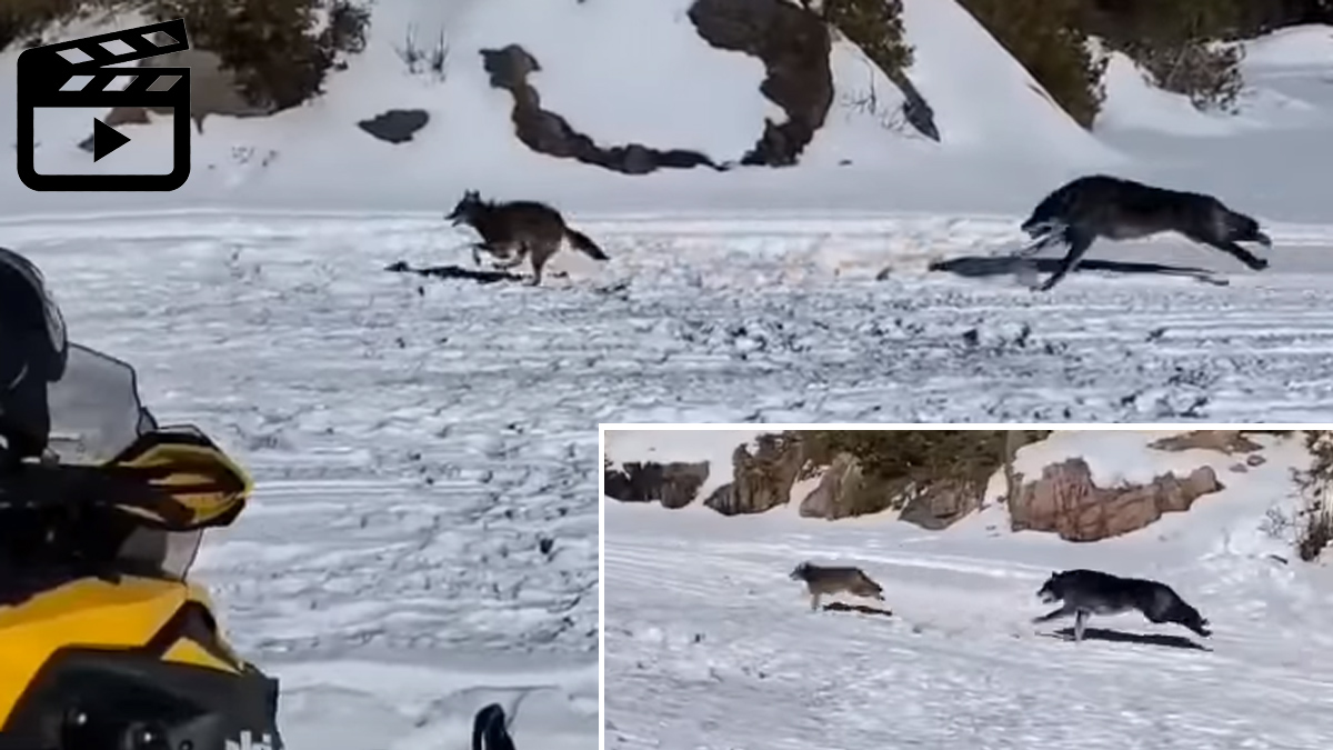  lobos grises persiguen a un coyote