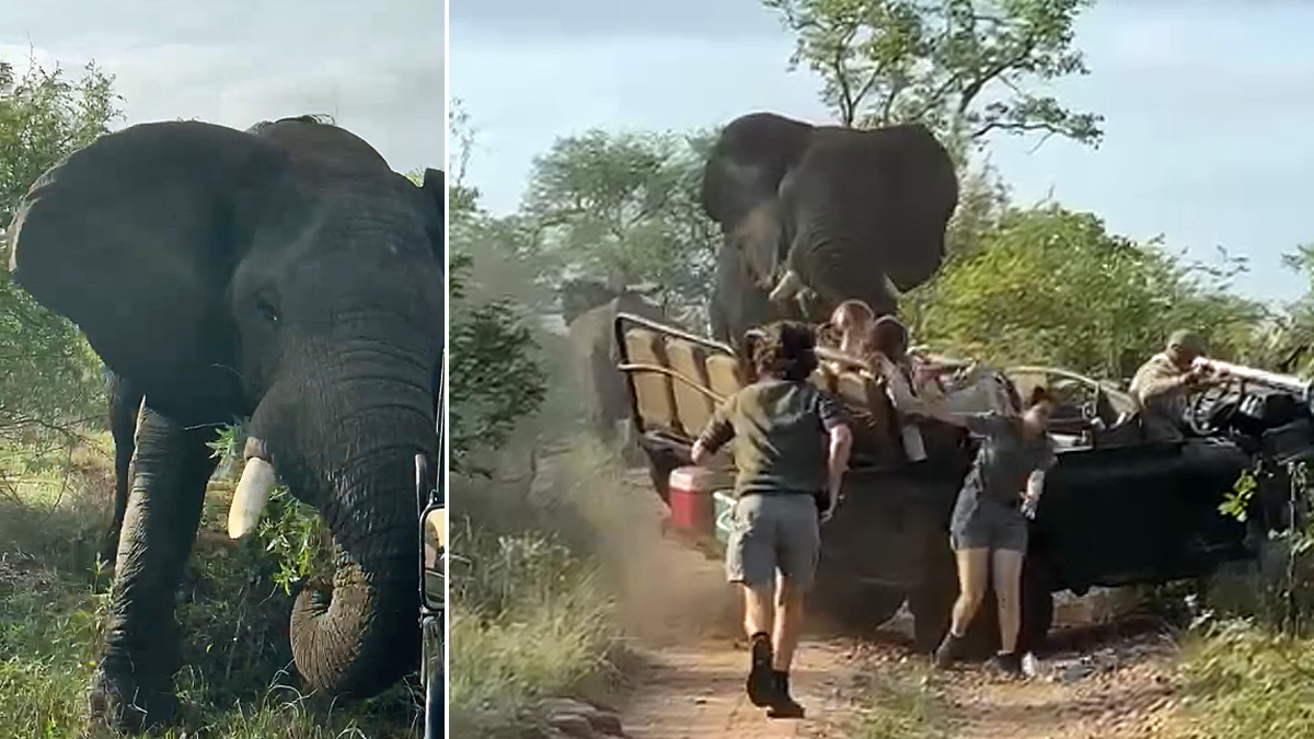   elefante ataca ecologistas