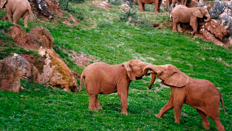  elefante mata trabajador Parque Naturaleza Cabárceno