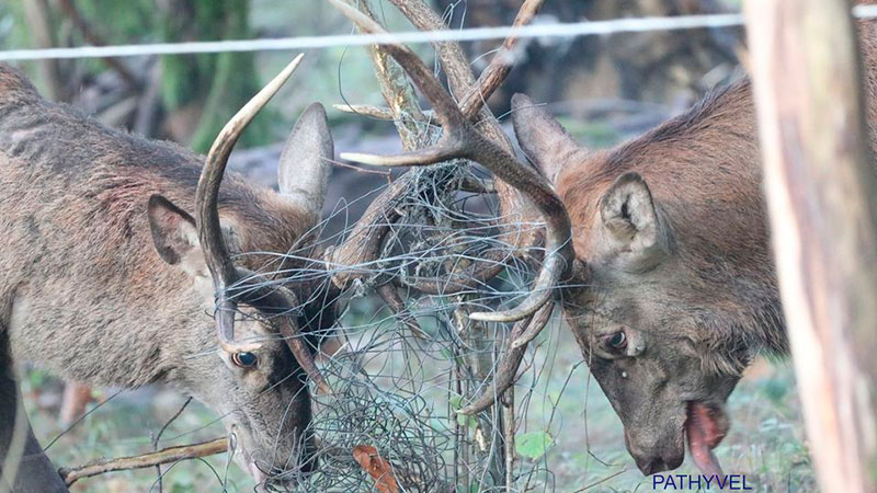  Cazadores rescatan ciervos enredados cuernas