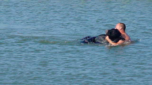 Oso sedado rescate agua