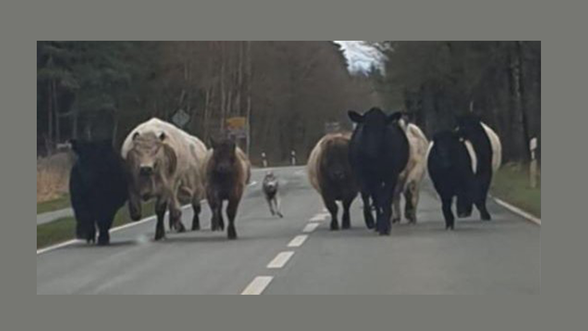  fotografían a lobo persiguiendo vacas por carretera